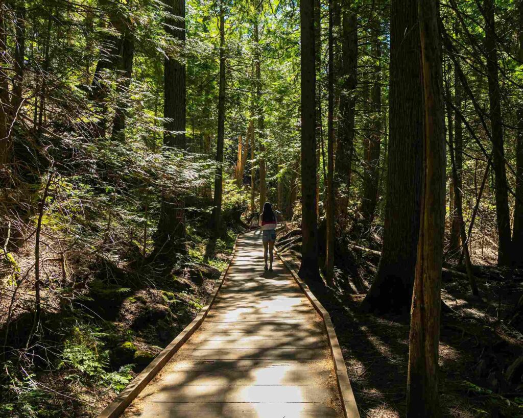 Trail of the Cedars