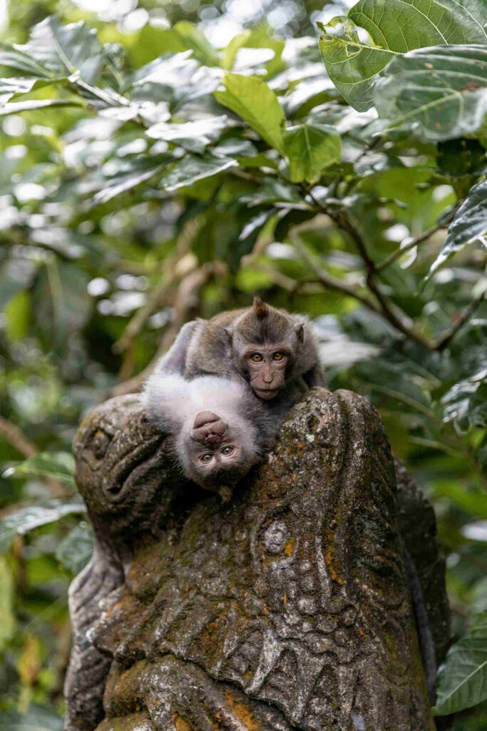 Sacred Monkey Forest Sanctuary