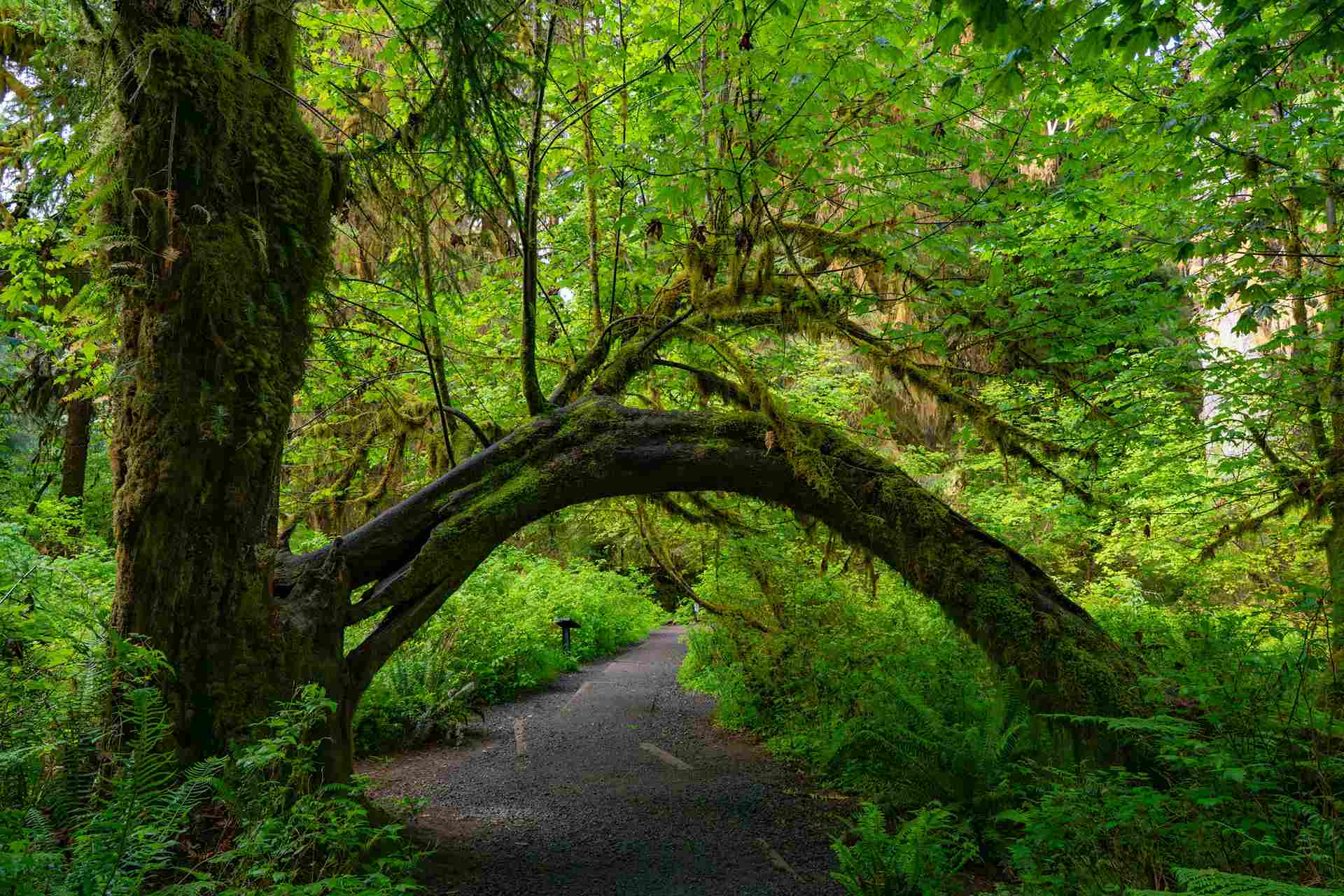 Hoh Rainforest