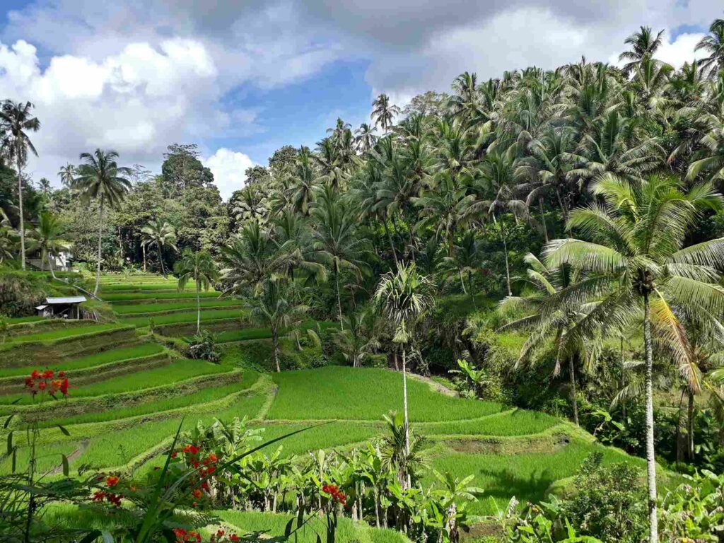 Tegalalang Rice Terraces