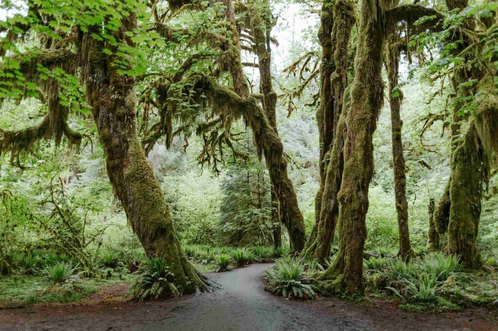 Hall of Mosses