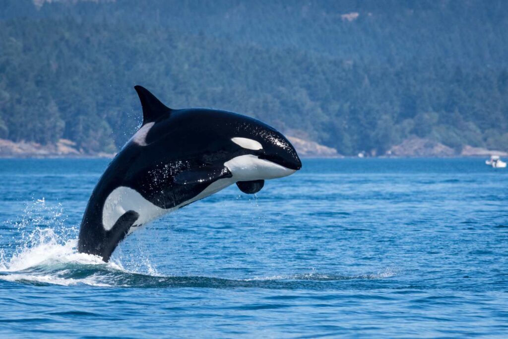 Whale Watching Tour