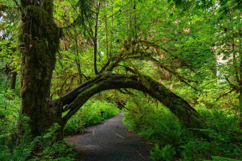 Hoh Rainforest
