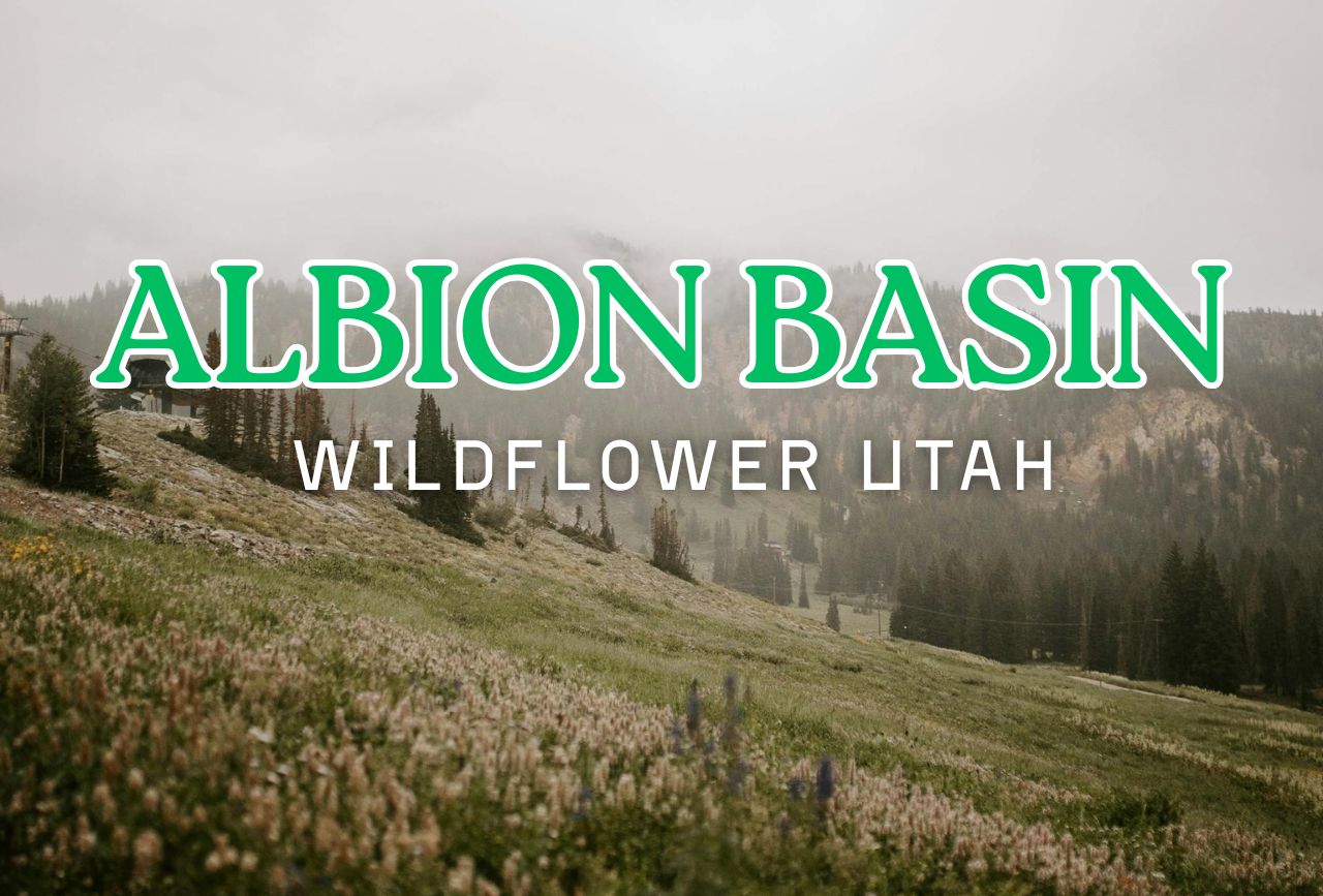 ALBION BASIN Wildflower Utah