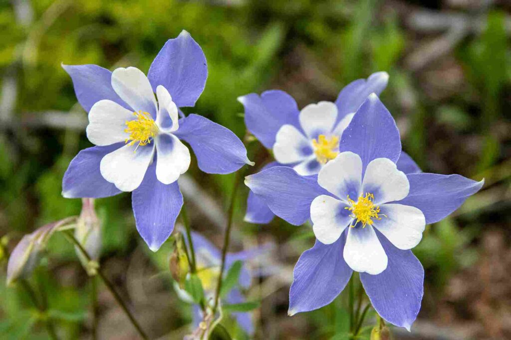 Columbine