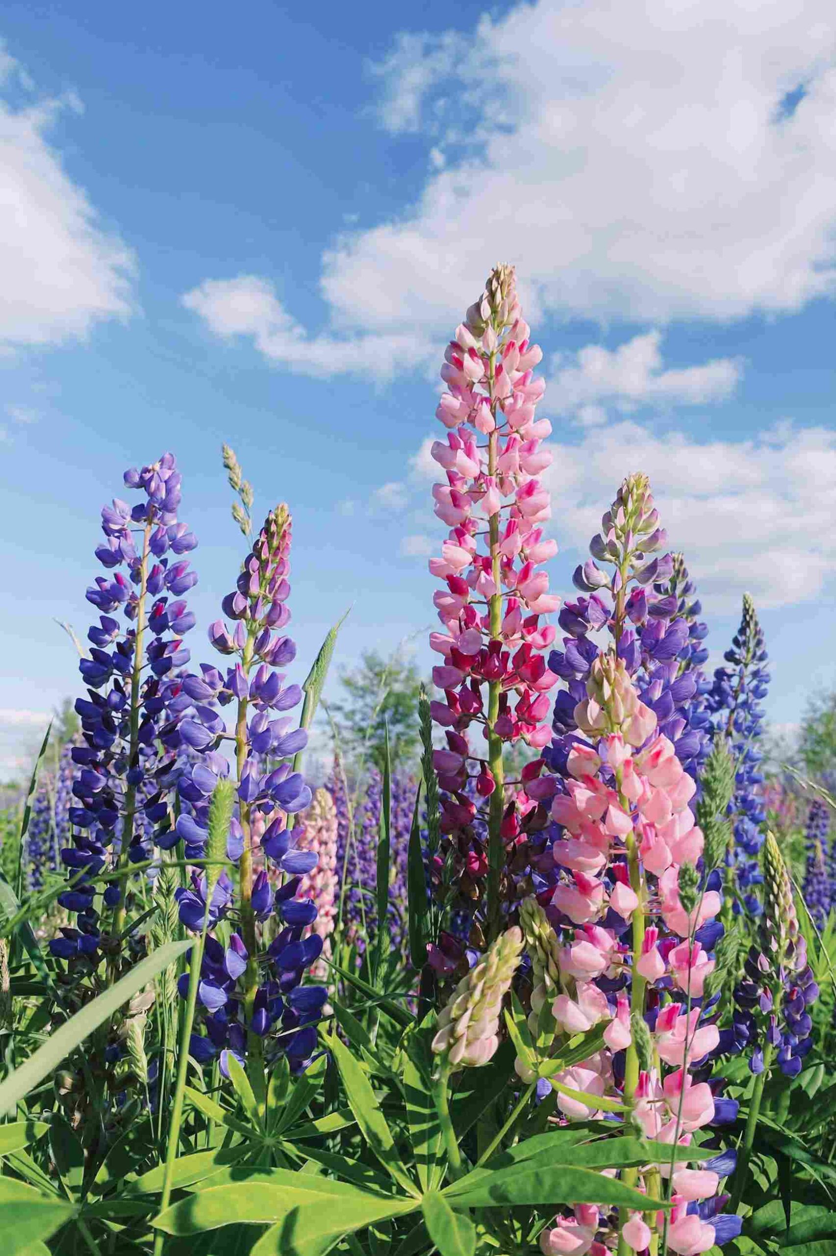 Lupine