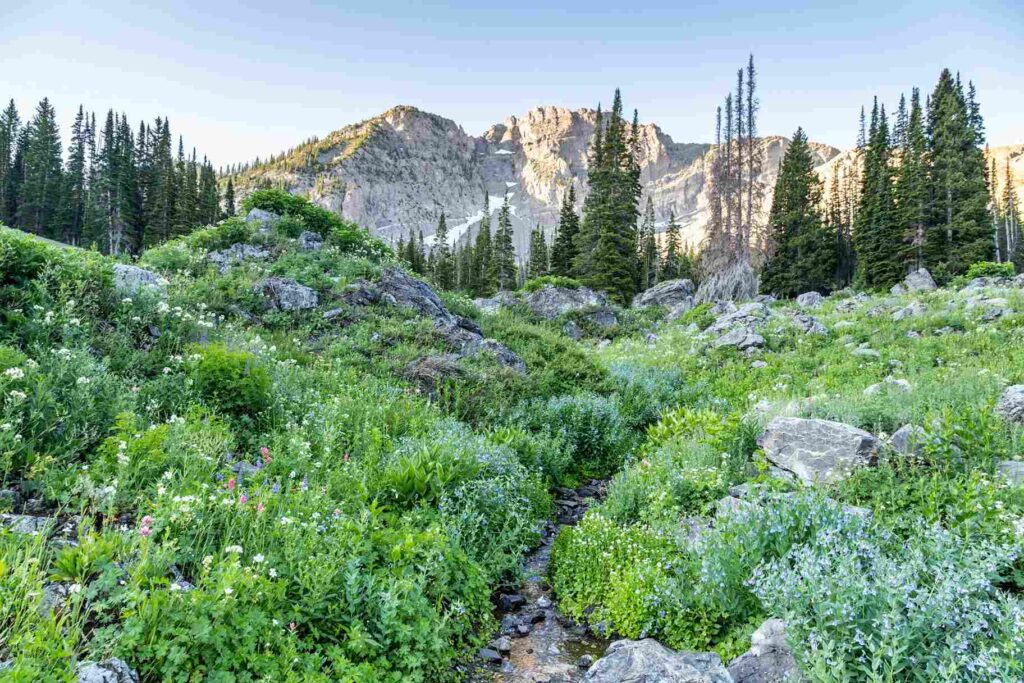 Albion Basin