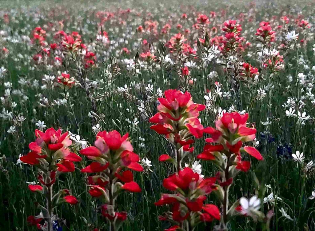 Indian Paintbrush