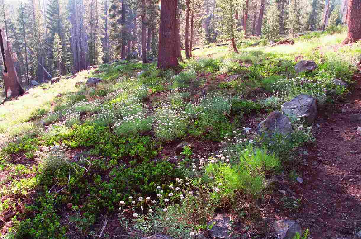 Caribou Rock Trail