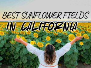 Best Sunflower Fields In California