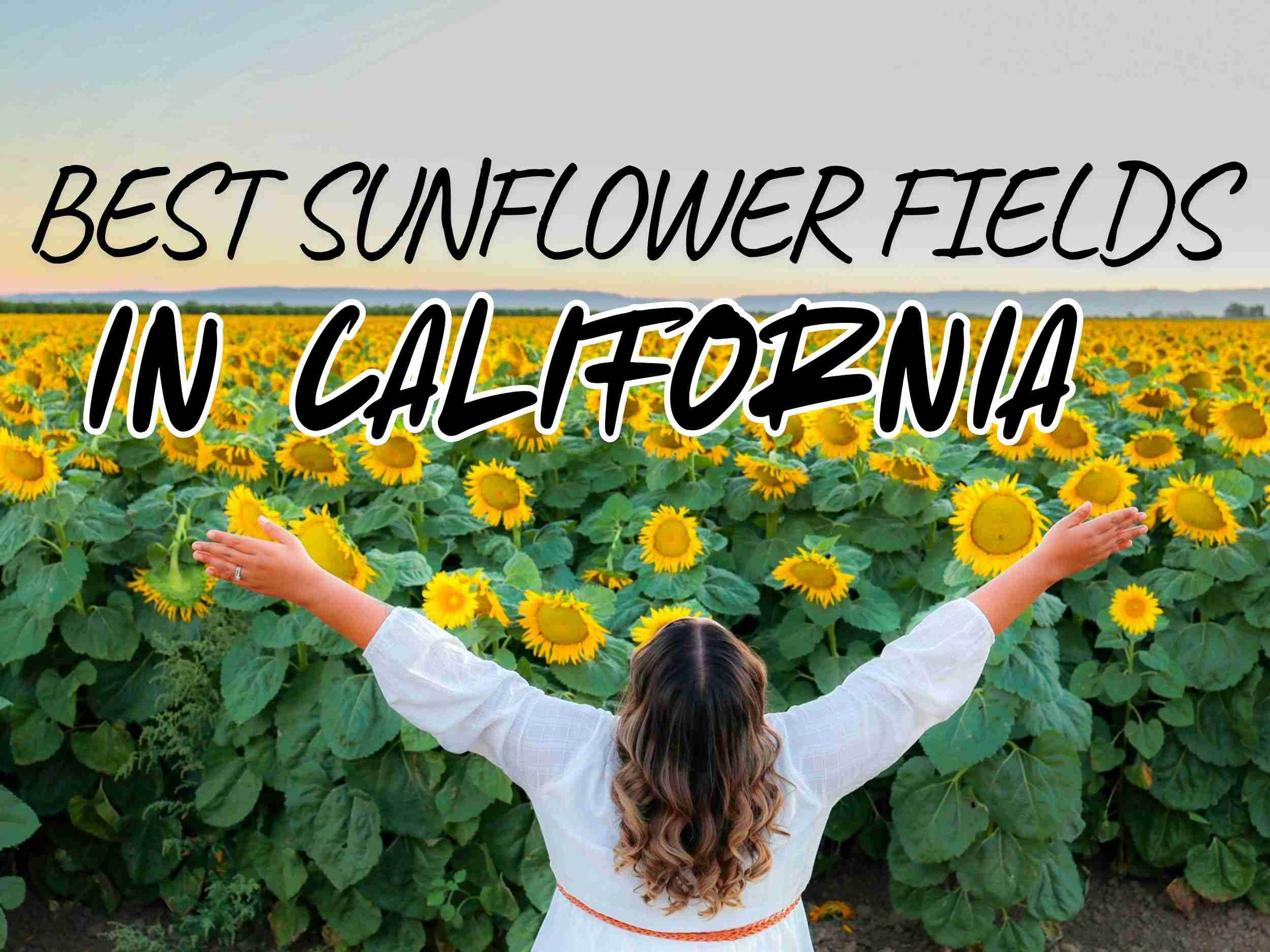 Best Sunflower Fields In California