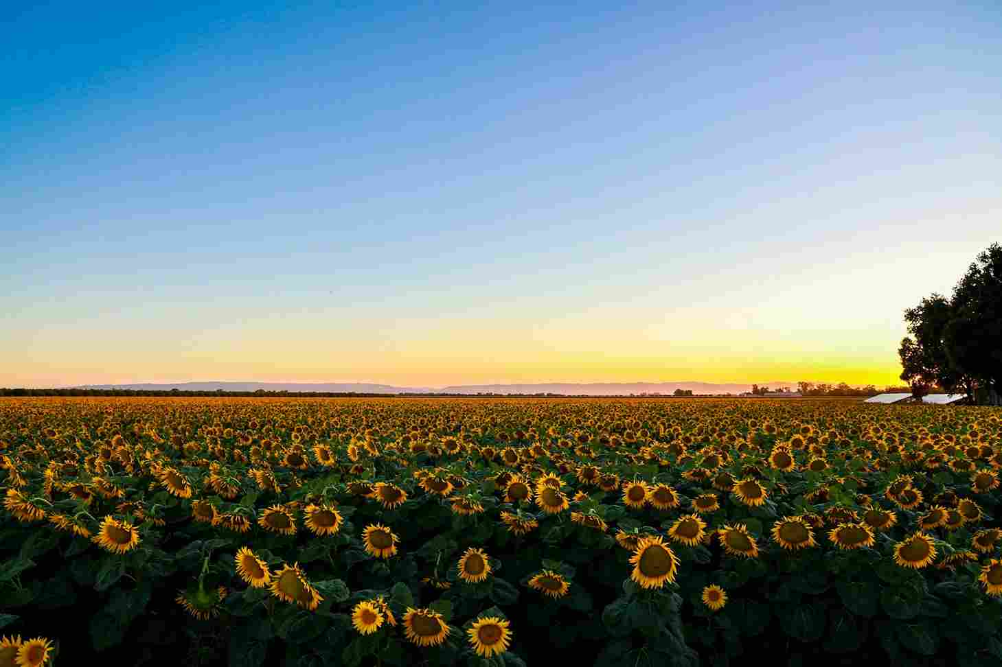 Currey Road Sunflower fields