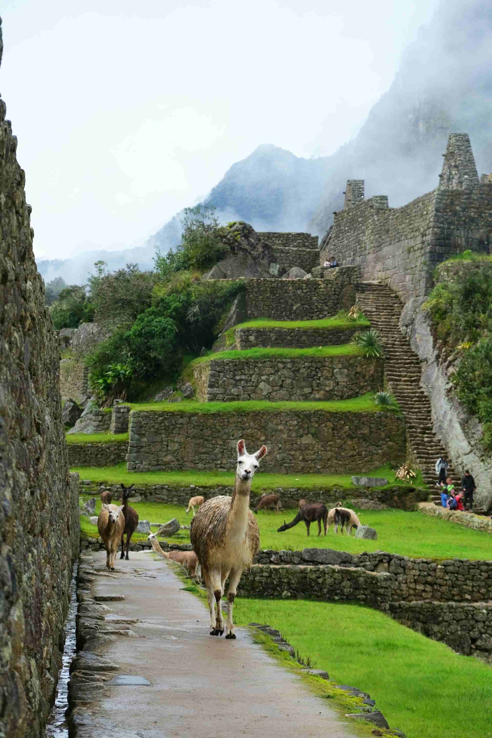 Alpaga at Machu Pichu.