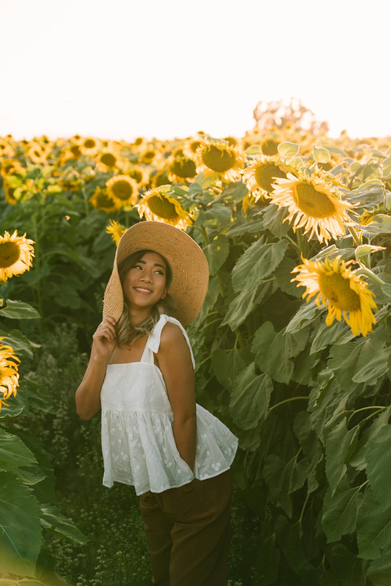 Sunflower Field