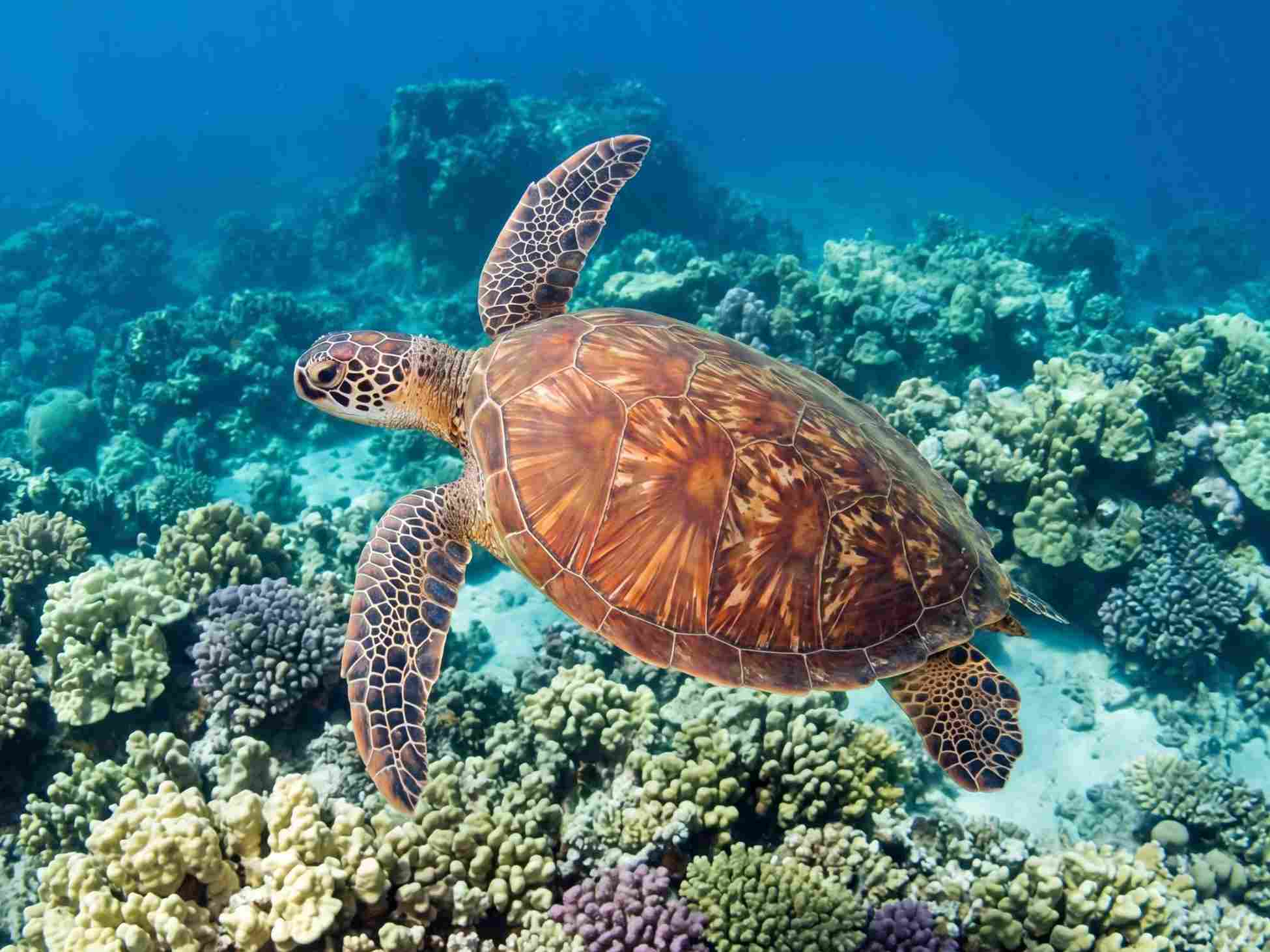 Hawaiian Green Sea Turtles