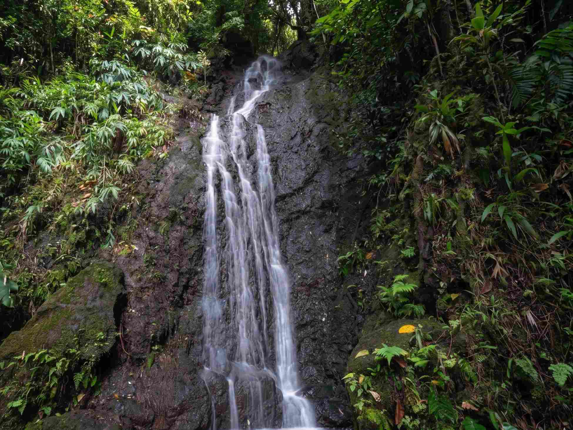 Lyon Arboretum & ʻAihualama Falls Trail