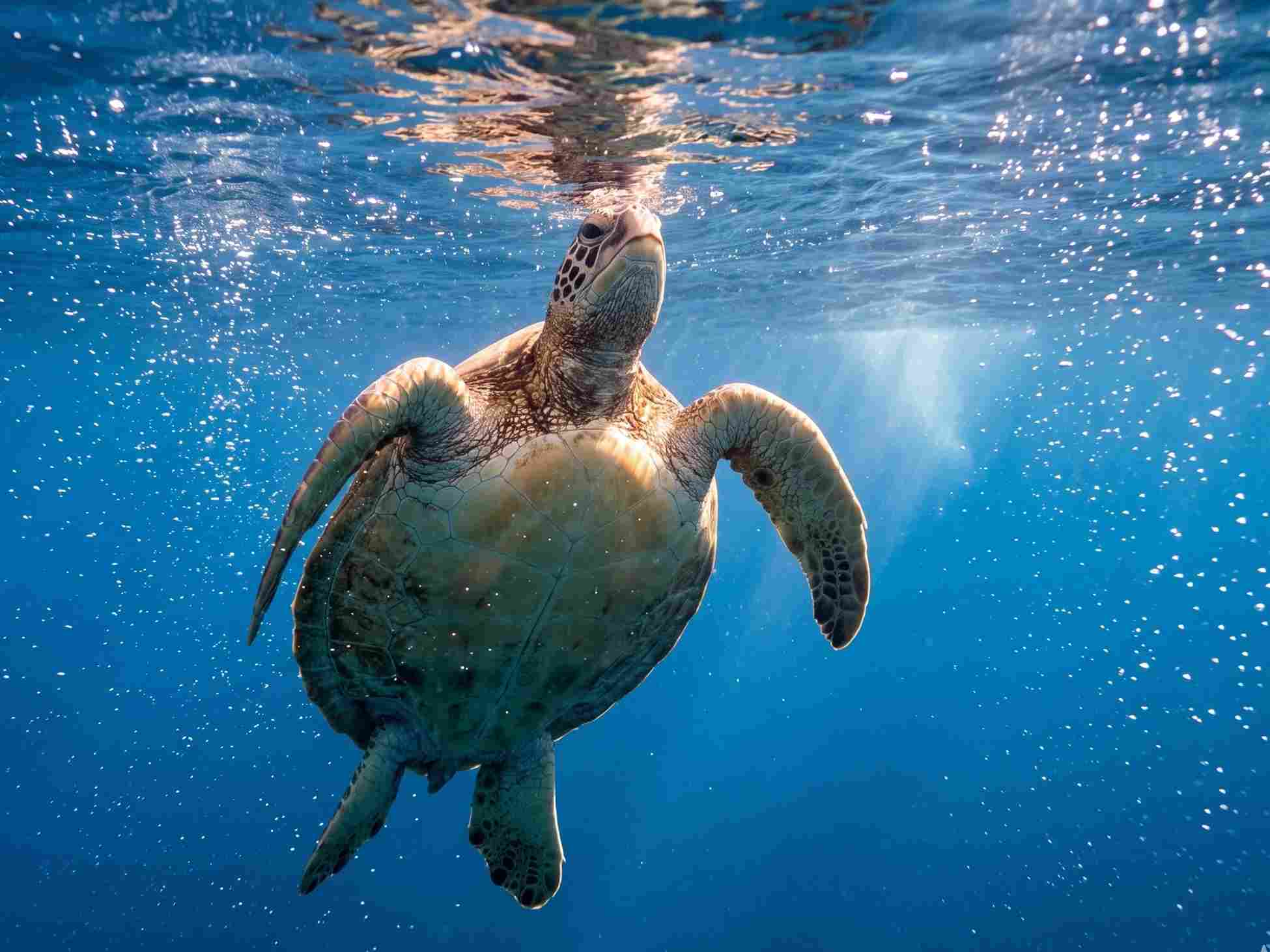 Turtle Canyon Snorkeling Tour